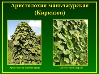 Аристолохия маньчжурскаяАристолохия маньчжурская
(Кирказон)(Кирказон)
Аристолохия манчжурская Аристолохия твердаяАристолохия твердая
 