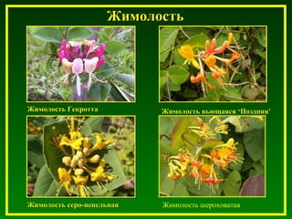 ЖимолостьЖимолость
Жимолость ГекроттаЖимолость Гекротта ЖимолостьЖимолость вьющаясявьющаяся ‘‘ПоздняяПоздняя’’
Жимолость серо-пепельнаяЖимолость серо-пепельная Жимолость шероховатая
 