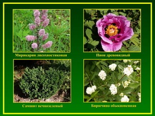 Мирикария лисохвостиковаяМирикария лисохвостиковая Пион древовидныйПион древовидный
Бирючина обыкновеннаяБирючина обыкновеннаяСамшит вечнозеленыйСамшит вечнозеленый
 