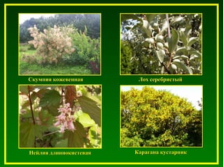Скумпия кожевеннаяСкумпия кожевенная Лох серебристыйЛох серебристый
Карагана кустарникКарагана кустарникНейлия длиннокистеваяНейлия длиннокистевая
 