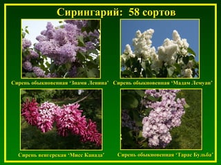 Сирингарий:Сирингарий: 5858 сортовсортов
Сирень обыкновеннаяСирень обыкновенная ‘‘Знамя ЛенинаЗнамя Ленина’’ Сирень обыкновеннаяСирень обыкновенная ‘‘Мадам ЛемуанМадам Лемуан’’
Сирень обыкновеннаяСирень обыкновенная ‘‘Тарас БульбаТарас Бульба’’Сирень венгерскаяСирень венгерская ‘‘Мисс КанадаМисс Канада’’
 