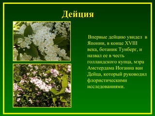 ДейцияДейция
Впервые дейцию увидел в
Японии, в конце XVIII
века, ботаник Тунберг, и
назвал ее в честь
голландского купца, мэра
Амстердама Иоганна ван
Дейца, который руководил
флористическими
исследованиями.
 