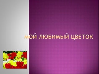 Мой любимый цветок | PPT