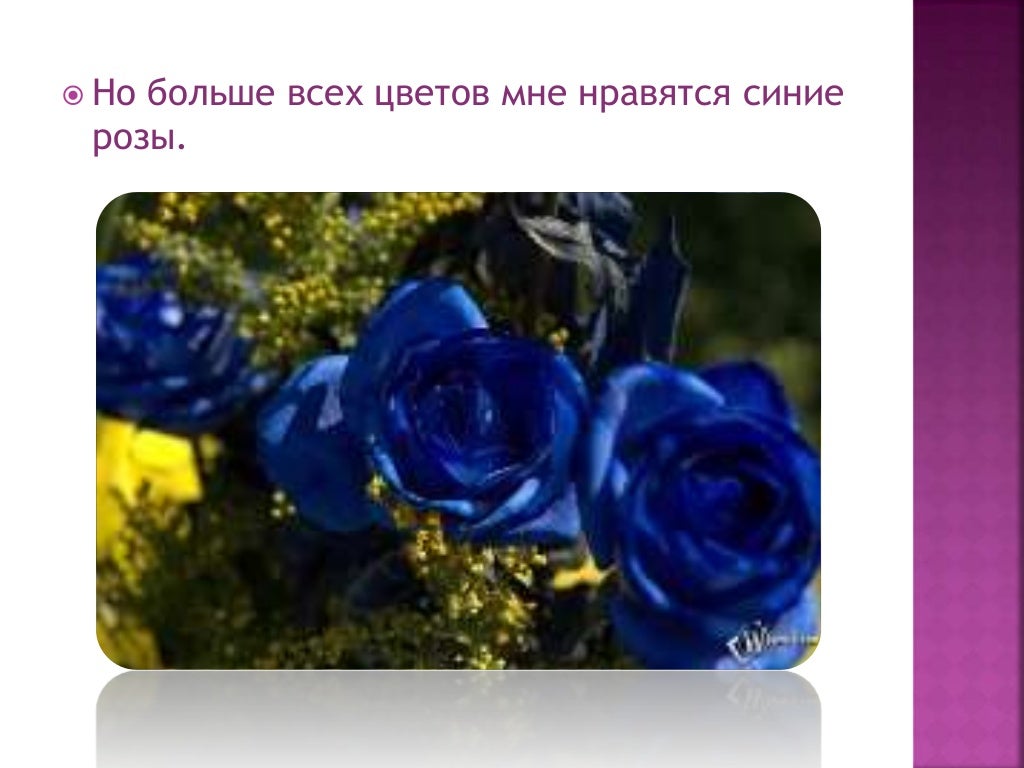 Мой любимый цветок