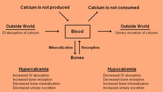 Calcium homeostasis استتباب الكالسيوم