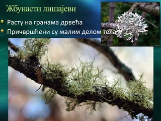 Жбунасти лишајеви
Расту на гранама дрвећа
Причвршћени су малим делом тела
 