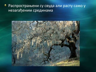 Распрострањени су свуда али расту само у
незагађеним срединама
 