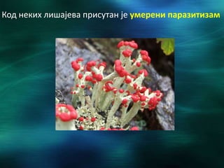 Код неких лишајева присутан је умерени паразитизам
 