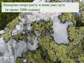 Лишајеви споро расту и живе јако дуго
(и преко 1000 година)
 