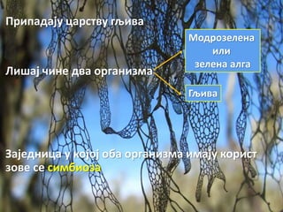 Припадају царству гљива
Лишај чине два организма
Заједница у којој оба организма имају корист
зове се симбиоза
Модрозелена
или
зелена алга
Гљива
 