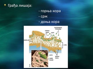 Грађа лишаја:
- горња кора
- срж
- доња кора
 