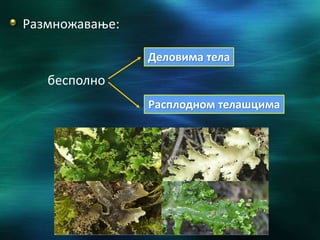Размножавање:
бесполно
Деловима тела
Расплодном телашцима
 