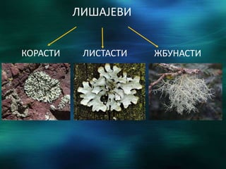 ЛИШАЈЕВИ
КОРАСТИ ЛИСТАСТИ ЖБУНАСТИ
 
