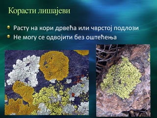 Корасти лишајеви
Расту на кори дрвећа или чврстој подлози
Не могу се одвојити без оштећења
 