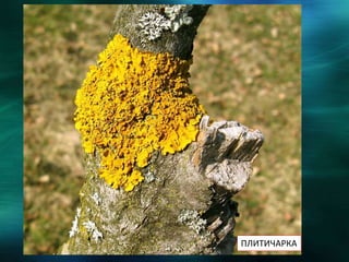 ПЛИТИЧАРКА
 