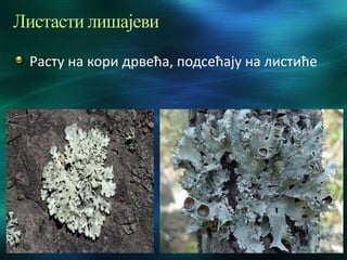 Листасти лишајеви
Расту на кори дрвећа, подсећају на листиће
 