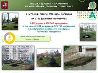 ВЫСАДКА ДЕРЕВЬЕВ И КУСТАРНИКОВ
НА ОЗЕЛЕНЁННЫХ ДВОРОВЫХ ТЕРРИТОРИЯХ
В ВЕСЕННИЙ ПЕРИОД 2016 ГОДА ВЫСАЖЕНО
НА 1 748 ДВОРОВЫХ ТЕРРИТОРИЯХ
4 842 дерева и 156 540 кустарников,
в том числе 2 400 деревьев и 125 718 кустарников
по результатам голосования на портале
«Активный гражданин»
В среднем по 150-200 голосов с каждого двора
Озеленено 1 376 дворов