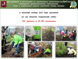 ВЫСАДКА ДЕРЕВЬЕВ И КУСТАРНИКОВ НА ОЗЕЛЕНЕННЫХ ТЕРРИТОРИЯХ ГОСУДАРСТВЕННЫХ
УЧРЕЖДЕНИЙ ЗДРАВООХРАНЕНИЯ, ОБРАЗОВАНИЯ,
ТРУДА И СОЦИАЛЬНОЙ ЗАЩИТЫ НАСЕЛЕНИЯ ГОРОДА МОСКВЫ
В ВЕСЕННИЙ ПЕРИОД 2016 ГОДА ВЫСАЖЕНО
НА 182 ОБЪЕКТАХ СОЦИАЛЬНОЙ СФЕРЫ
500 деревьев и 60 000 кустарников