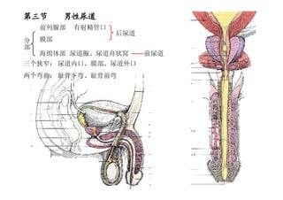 10
第三节第三节第三节第三节 男性尿道男性尿道男性尿道男性尿道
分
部
后尿道
前尿道
前列腺部
膜部
有射精管口
尿道腺、尿道舟状窝
三个狭窄： 尿道内口、膜部、尿道外口
两个弯曲： 耻骨下弯、耻骨前弯
海绵体部
 