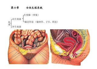 11
第六章第六章第六章第六章 女性生殖系统女性生殖系统女性生殖系统女性生殖系统
组
成
内生殖器
外生殖器
生殖腺（卵巢）
输送管道 （输卵管、子宫、阴道）
 