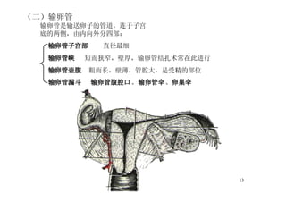 13
（二）输卵管
输卵管是输送卵子的管道，连于子宫
底的两侧，由内向外分四部：
输卵管子宫部 直径最细
输卵管峡 短而狭窄，壁厚，输卵管结扎术常在此进行
输卵管壶腹 粗而长，壁薄，管腔大，是受精的部位
输卵管漏斗 输卵管腹腔口、输卵管伞、卵巢伞
 
