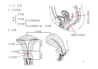 14
（三）子宫
1、子宫形态
分
部
子宫底
子宫颈
子宫体
子宫颈阴道部
子宫颈阴道上部 子宫峡
2、位置
子宫底
子
宫
颈
子
宫
体
子宫峡
子宫腔
子宫颈管
直
肠
子
宫
陷
凹
膀胱子宫陷凹
 