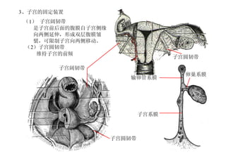 15
3、子宫的固定装置
（1） 子宫阔韧带
是子宫前后面的腹膜自子宫侧缘
向两侧延伸，形成双层腹膜皱
襞，可限制子宫向两侧移动。
输卵管系膜
卵巢系膜
子宫系膜
子宫阔韧带
（2）子宫圆韧带
维持子宫的前倾
子宫圆韧带
子宫圆韧带
 