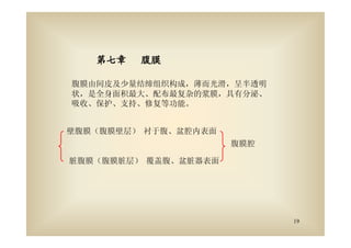 19
第七章第七章第七章第七章 腹膜腹膜腹膜腹膜
腹膜由间皮及少量结缔组织构成，薄而光滑，呈半透明
状，是全身面积最大、配布最复杂的浆膜，具有分泌、
吸收、保护、支持、修复等功能。
壁腹膜（腹膜壁层）
脏腹膜（腹膜脏层）
衬于腹、盆腔内表面
覆盖腹、盆脏器表面
腹膜腔
 