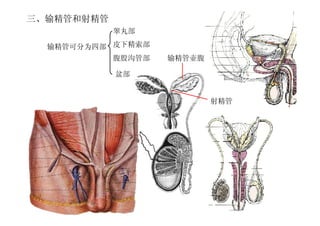 3
三、输精管和射精管
输精管可分为四部
睾丸部
皮下精索部
腹股沟管部
盆部
输精管壶腹
射精管
 