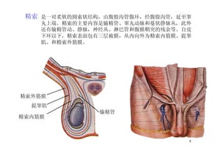 4
精索 是一对柔软的圆索状结构，由腹股沟管腹环，经腹股沟管，延至睾
丸上端。精索的主要内容是输精管、睾丸动脉和蔓状静脉丛，此外
还有输精管动、静脉，神经丛、淋巴管和腹膜鞘突的残余等。自皮
下环以下，精索表面包有三层被膜，从内向外为精索内筋膜、提睾
肌、和精索外筋膜。
输精管
精索内筋膜
提睾肌
精索外筋膜
 