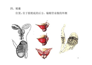 5
四、精囊
位置：位于膀胱底的后方，输精管壶腹的外侧
 