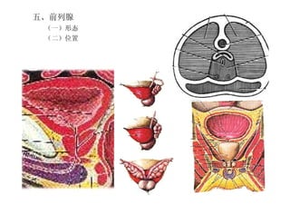 6
五、前列腺
（一）形态
（二）位置
 