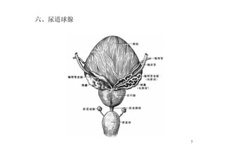 7
六、尿道球腺
 