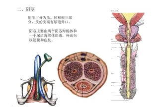9
二、阴茎
阴茎可分为头、体和根三部
分，头的尖端有尿道外口。
阴茎主要由两个阴茎海绵体和
一个尿道海绵体组成，外面包
以筋膜和皮肤。
 