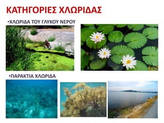 ΚΑΤΗΓΟΡΙΕΣ ΧΛΩΡΙΔΑΣ
•ΧΛΩΡΙΔΑ ΤΟΥ ΓΛΥΚΟΥ ΝΕΡΟΥ
•ΠΑΡΑΚΤΙΑ ΧΛΩΡΙΔΑ
 