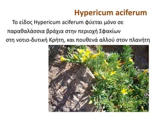 Hypericum aciferum
Το είδος Hypericum aciferum φύεται μόνο σε
παραθαλάσσια βράχια στην περιοχή Σφακίων
στη νοτιο-δυτική Κρήτη, και πουθενά αλλού στον πλανήτη
 