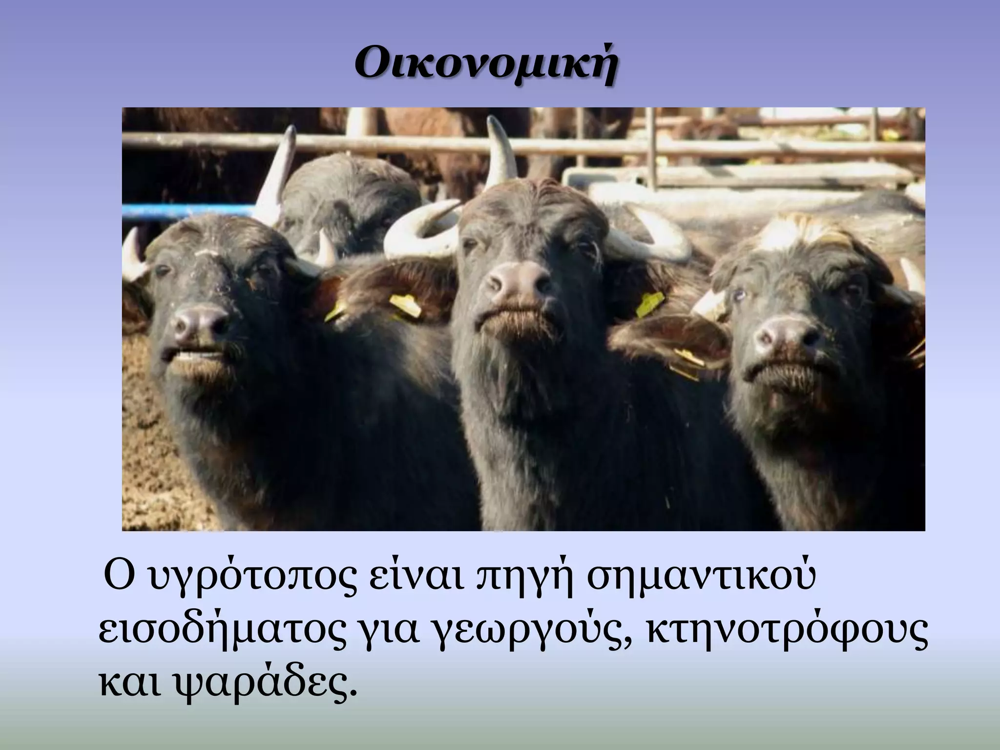 Οικονομική
Ο υγρότοπος είναι πηγή σημαντικού
εισοδήματος για γεωργούς, κτηνοτρόφους
και ψαράδες.
 