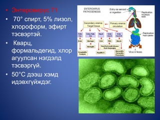 • Энтеровирүс 71
• 70° спирт, 5% лизол,
хлороформ, эфирт
тэсвэртэй.
• Кварц,
формальдегид, хлор
агуулсан нэгдэлд
тэсвэргүй.
• 50°С дээш хэмд
идэвхгүйждэг.
 