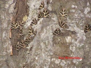 Στις Πεταλούδες…
38
 