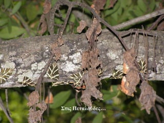 Στις Πεταλούδες…
39
 