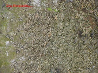 Στις Πεταλούδες…
40
 