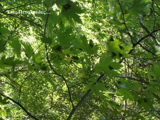 Στις Πεταλούδες…
41
 