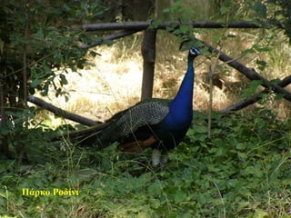 Πάρκο Ροδίνι
62
 