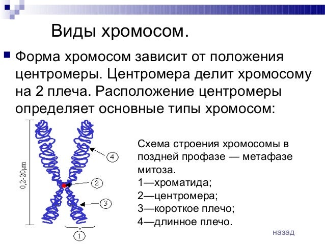 Внутреннее строение хромосом