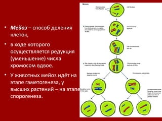 митоз и мейоз | PPT