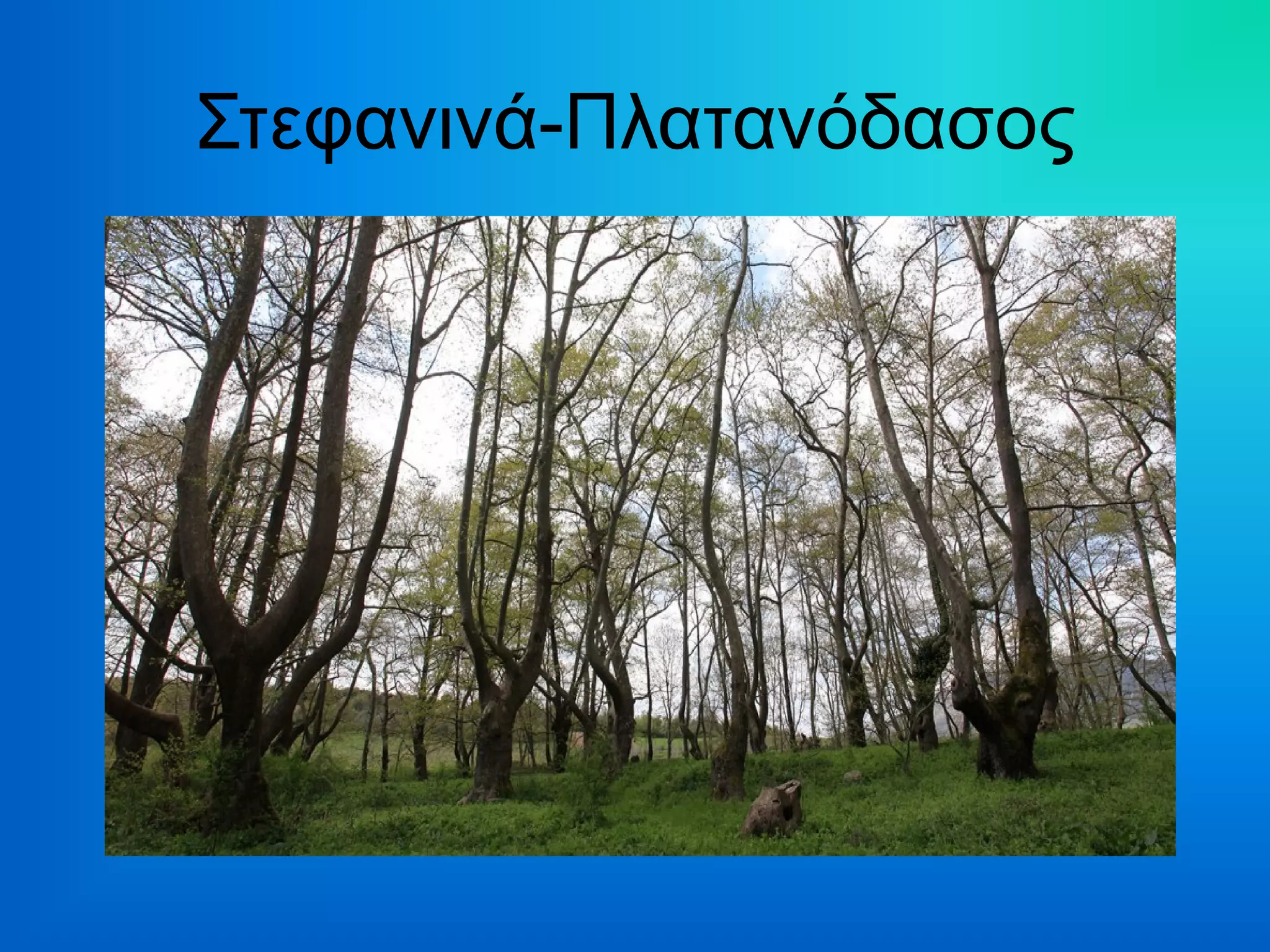 Στεφανινά-Πλατανόδασος
 