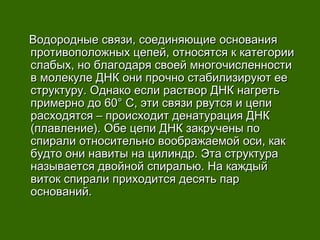Водородные связи, соединяющие основанияВодородные связи, соединяющие основания
противоположных цепей, относятся к категориипротивоположных цепей, относятся к категории
слабых, но благодаря своей многочисленностислабых, но благодаря своей многочисленности
в молекуле ДНК они прочно стабилизируют еев молекуле ДНК они прочно стабилизируют ее
структуру. Однако если раствор ДНК нагретьструктуру. Однако если раствор ДНК нагреть
примерно до 60° С, эти связи рвутся и цепипримерно до 60° С, эти связи рвутся и цепи
расходятся – происходит денатурация ДНКрасходятся – происходит денатурация ДНК
(плавление). Обе цепи ДНК закручены по(плавление). Обе цепи ДНК закручены по
спирали относительно воображаемой оси, какспирали относительно воображаемой оси, как
будто они навиты на цилиндр. Эта структурабудто они навиты на цилиндр. Эта структура
называется двойной спиралью. На каждыйназывается двойной спиралью. На каждый
виток спирали приходится десять парвиток спирали приходится десять пар
оснований.оснований.
 