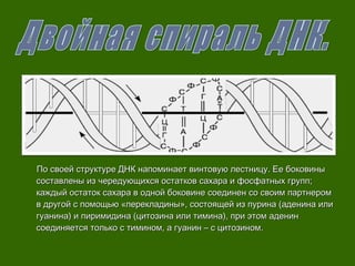 По своей структуре ДНК напоминает винтовую лестницу. Ее боковиныПо своей структуре ДНК напоминает винтовую лестницу. Ее боковины
составлены из чередующихся остатков сахара и фосфатных групп;составлены из чередующихся остатков сахара и фосфатных групп;
каждый остаток сахара в одной боковине соединен со своим партнеромкаждый остаток сахара в одной боковине соединен со своим партнером
в другой с помощью «перекладины», состоящей из пурина (аденина илив другой с помощью «перекладины», состоящей из пурина (аденина или
гуанина) и пиримидина (цитозина или тимина), при этом аденингуанина) и пиримидина (цитозина или тимина), при этом аденин
соединяется только с тимином, а гуанин – с цитозином.соединяется только с тимином, а гуанин – с цитозином.
 