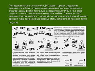 Последовательность оснований в ДНК задает порядок следованияПоследовательность оснований в ДНК задает порядок следования
аминокислот в белке, поскольку каждая аминокислота присоединяетсяаминокислот в белке, поскольку каждая аминокислота присоединяется
специфическим ферментом только к определенным тРНК, а те, в своюспецифическим ферментом только к определенным тРНК, а те, в свою
очередь, – только к определенным кодонам в мРНК. Комплексы тРНК-очередь, – только к определенным кодонам в мРНК. Комплексы тРНК-
аминокислота связываются с матрицей по одному в каждый данный моментаминокислота связываются с матрицей по одному в каждый данный момент
времени. Ниже перечислены основные этапы белкового синтеза (времени. Ниже перечислены основные этапы белкового синтеза (см. такжесм. также
рисунокрисунок).).
 