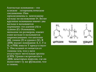 Азотистые основания – этоАзотистые основания – это
плоские гетероциклическиеплоские гетероциклические
соединения. Онисоединения. Они
присоединены к пентозномуприсоединены к пентозному
кольцу по положению 1¢. Болеекольцу по положению 1¢. Более
крупные основания имеют двакрупные основания имеют два
кольца и называютсякольца и называются
пуринами: это аденин (А) ипуринами: это аденин (А) и
гуанин (Г). Основания,гуанин (Г). Основания,
меньшие по размерам, имеютменьшие по размерам, имеют
одно кольцо и называютсяодно кольцо и называются
пиримидинами: это цитозинпиримидинами: это цитозин
(Ц), тимин (Т) и урацил (У). В(Ц), тимин (Т) и урацил (У). В
ДНК входят основания А, Г, Т иДНК входят основания А, Г, Т и
Ц, в РНК вместо Т присутствуетЦ, в РНК вместо Т присутствует
У. Последний отличается отУ. Последний отличается от
тимина тем, что у неготимина тем, что у него
отсутствует метильная группаотсутствует метильная группа
(CH3). Урацил встречается в(CH3). Урацил встречается в
ДНК некоторых вирусов, где онДНК некоторых вирусов, где он
выполняет ту же функцию, чтовыполняет ту же функцию, что
и тимин.и тимин.
 